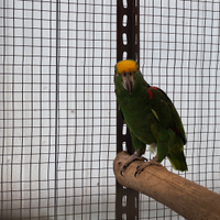 Amazzone fronte gialla