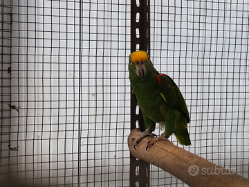 Amazzone fronte gialla