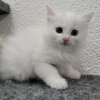 Gattina bianca
