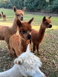 Alpaca
