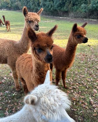 Alpaca
