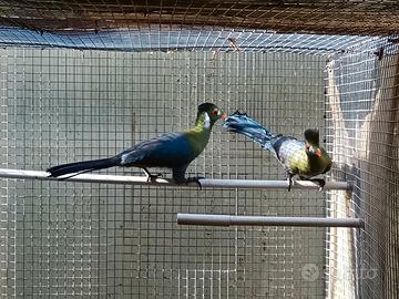 Turaco leucotis