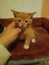 Noa gattino 2 mesi