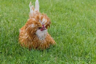 Gallo padovano