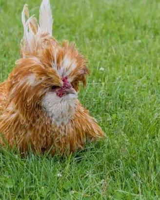 Gallo padovano