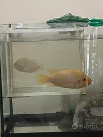 Pesci midas