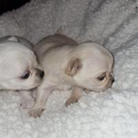 Chihuahua piccolissimi