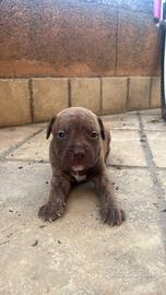 Cuccioli Pitbull