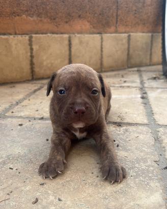 Cuccioli Pitbull