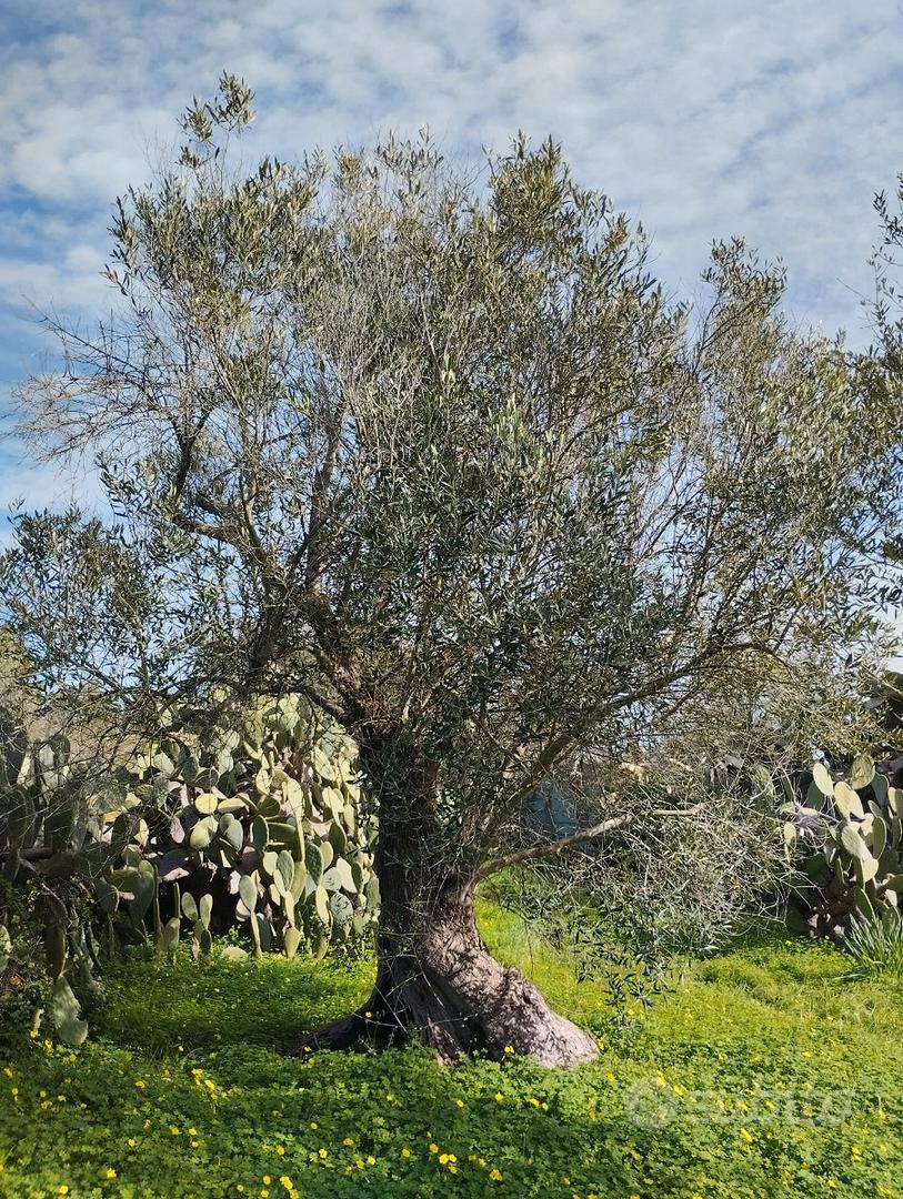 Terreno recintato con piccola costruzione - Vista 5