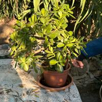 Crassula - pianta grassa