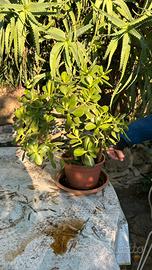 Crassula - pianta grassa