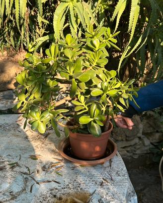 Crassula - pianta grassa