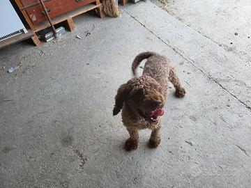 Cane lagotto