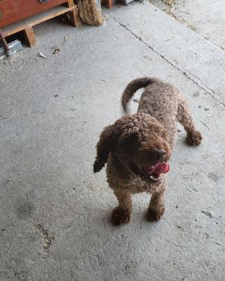 Cane lagotto