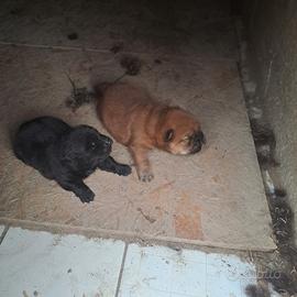 Cuccioli di chow chow