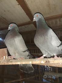 Coppia colombi romani e coppia galline araucane