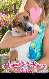 Cucciolo di jack russell terrier con pedigree