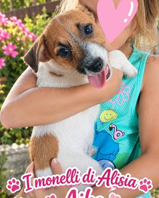 Cucciolo di jack russell terrier con pedigree