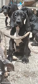 Cucciole di alano