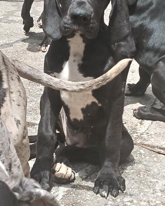 Cucciole di alano