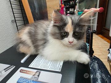 Gattini incrocio persiani