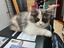 Immagine 1