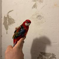 Pappagallo Rosella