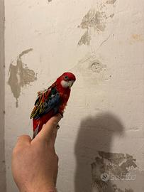 Pappagallo Rosella