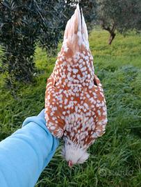 Barbuta di Turingia nana
