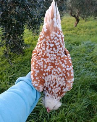 Barbuta di Turingia nana