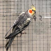 Pappagalli calopsite