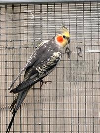 Pappagalli calopsite