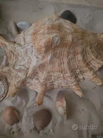 conchiglia caraibica