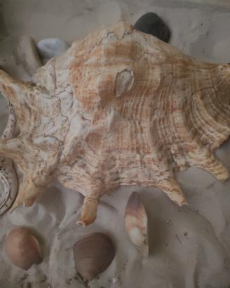 conchiglia caraibica