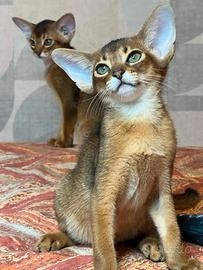 Gatti Abissini