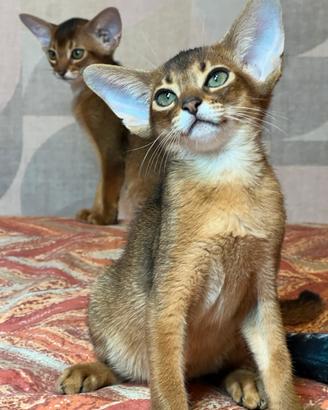 Gatti Abissini