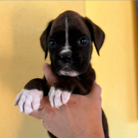 Cuccioli di Boxer