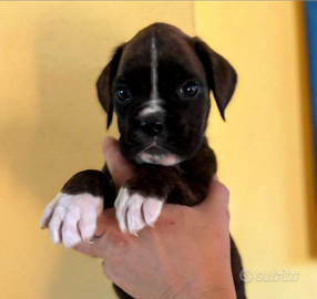 Cuccioli di Boxer