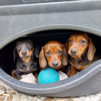 Cuccioli di bassotto nano
