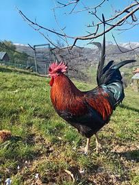 Gallo