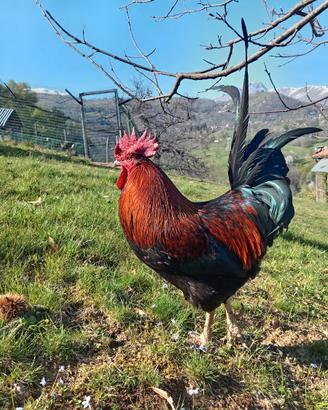 Gallo