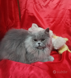 British longhair cuccioli