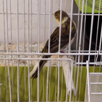 Ultimi pezzati cantori