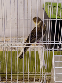 Ultimi pezzati cantori