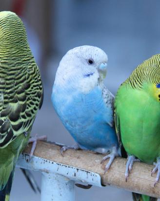 Pappagalli (cocorite)