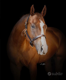 cavallo paint