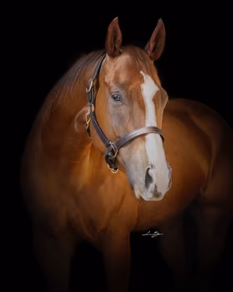cavallo paint