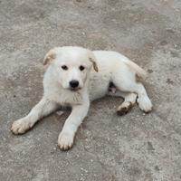 Cuccioli mix maremmano