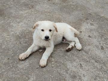 Cuccioli mix maremmano